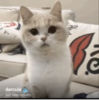 a photo of a profile picture of a prolific scammer, the picture is a white fluffy cat on a couch.